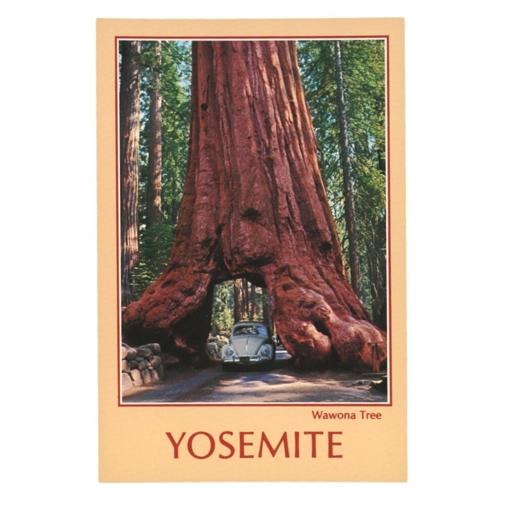 Vintage Wawona Tree Tunnel Yosemite Postcard Car Driving Through Mariposa